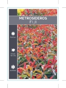 Picture of **METROSIDEROS FIJI                                                                                                                                   