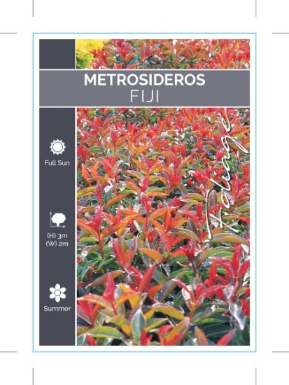 Picture of **METROSIDEROS FIJI                                                                                                                                   