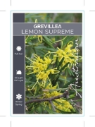 Picture of GREVILLEA LEMON SUPREME                                                                                                                               
