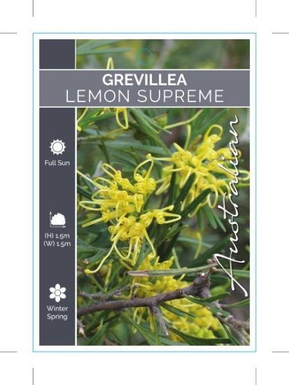 Picture of GREVILLEA LEMON SUPREME                                                                                                                               