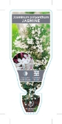 Picture of JASMINUM POLYANTHUM JASMINE                                                                                                                           