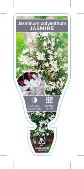 Picture of JASMINUM POLYANTHUM JASMINE                                                                                                                           