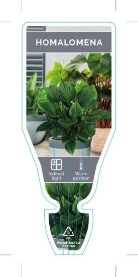 Picture of HOUSEPLANT HOMALOMENA                                                                                                                                 