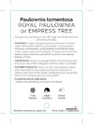 Picture of **PAULOWNIA TOMENTOSA                                                                                                                                 