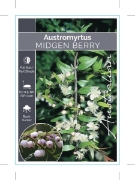 Picture of AUSTROMYRTUS DULCIS MIDYIM                                                                                                                            