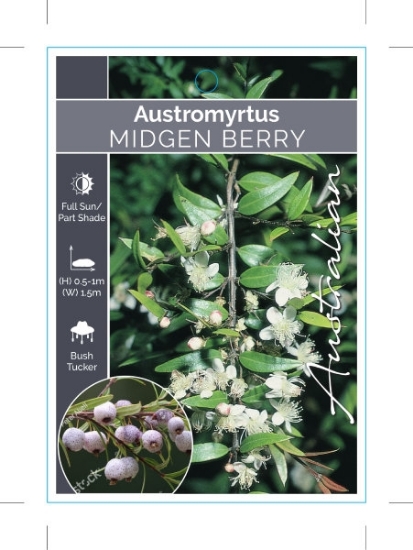 Picture of AUSTROMYRTUS DULCIS MIDYIM                                                                                                                            