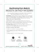 Picture of AUSTROMYRTUS DULCIS MIDYIM                                                                                                                            