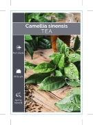Picture of CAMELLIA SINENSIS (SYN Thea sinensis) TEA                                                                                                             