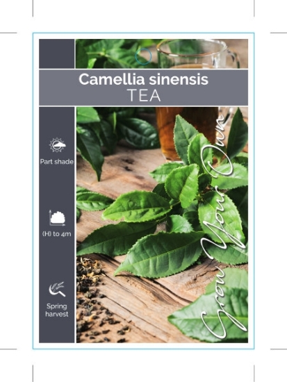Picture of CAMELLIA SINENSIS (SYN Thea sinensis) TEA                                                                                                             