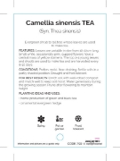 Picture of CAMELLIA SINENSIS (SYN Thea sinensis) TEA                                                                                                             