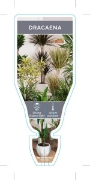 Picture of HOUSEPLANT DRACAENA - MIXED PICTURE (UNNAMED VARIETY)                                                                                                 