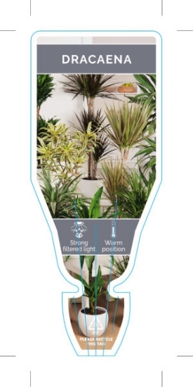 Picture of HOUSEPLANT DRACAENA - MIXED PICTURE (UNNAMED VARIETY)                                                                                                 