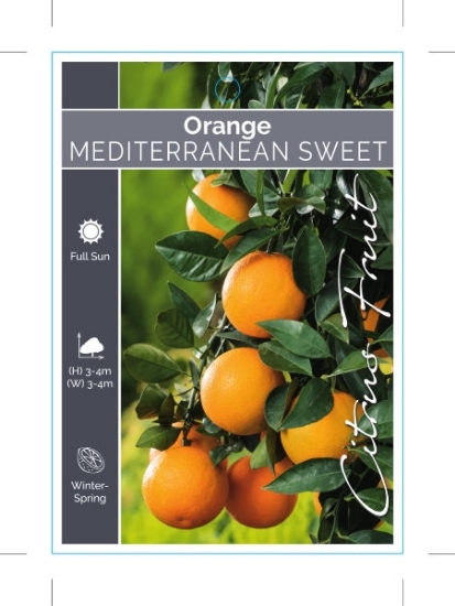 Picture of FRUIT CITRUS ORANGE MEDITERRANEAN SWEET                                                                                                               