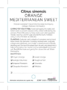 Picture of FRUIT CITRUS ORANGE MEDITERRANEAN SWEET                                                                                                               
