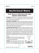 Picture of ROSE RED CASCADE (WEEPING)                                                                                                                            