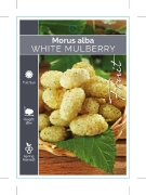 Picture of FRUIT MULBERRY WHITE                                                                                                                                  