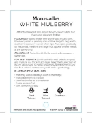 Picture of FRUIT MULBERRY WHITE                                                                                                                                  