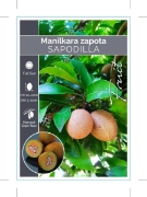 Picture of FRUIT SAPODILLA MANILKARA ZAPOTA                                                                                                                      