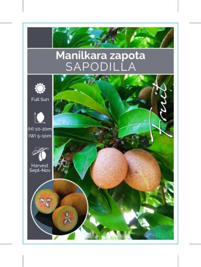 Picture of FRUIT SAPODILLA MANILKARA ZAPOTA                                                                                                                      