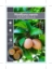 Picture of FRUIT SAPODILLA MANILKARA ZAPOTA                                                                                                                      