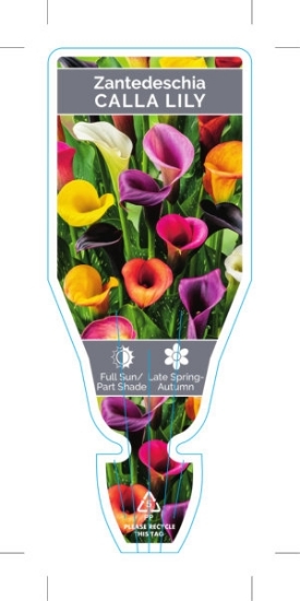 Picture of ZANTEDESCHIA CALLA LILY                                                                                                                               