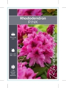 Picture of RHODODENDRON PINK SHADE (UNNAMED VARIETY)                                                                                                             
