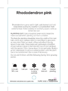 Picture of RHODODENDRON PINK SHADE (UNNAMED VARIETY)                                                                                                             