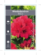 Picture of RHODODENDRON RED SHADE (UNNAMED VARIETY)                                                                                                              