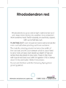 Picture of RHODODENDRON RED SHADE (UNNAMED VARIETY)                                                                                                              