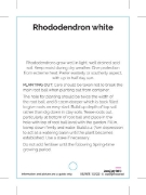 Picture of RHODODENDRON WHITE SHADE (UNNAMED VARIETY)                                                                                                            