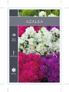 Picture of AZALEA - UNNAMED VARIETY (Mixed Picture)                                                                                                              