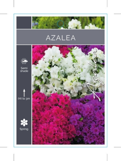 Picture of AZALEA - UNNAMED VARIETY (Mixed Picture)                                                                                                              