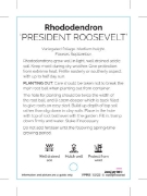 Picture of RHODODENDRON PRESIDENT ROOSEVELT                                                                                                                      