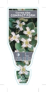 Picture of CORREA ALBA COMPACT FORM                                                                                                                              