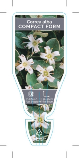 Picture of CORREA ALBA COMPACT FORM                                                                                                                              