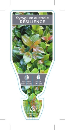Picture of SYZYGIUM AUSTRALE RESILIENCE                                                                                                                          