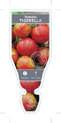 Picture of VEGETABLE TOMATO HEIRLOOM TIGERELLA (Lycopersicon esculentum)                                                                                         