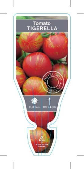 Picture of VEGETABLE TOMATO HEIRLOOM TIGERELLA (Lycopersicon esculentum)                                                                                         