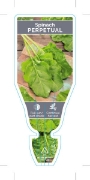 Picture of VEGETABLE SPINACH PERPETUAL (Beta vulgaris)                                                                                                           