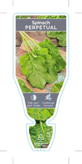 Picture of VEGETABLE SPINACH PERPETUAL (Beta vulgaris)                                                                                                           