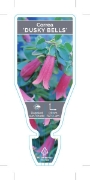 Picture of CORREA DUSKY BELLS                                                                                                                                    