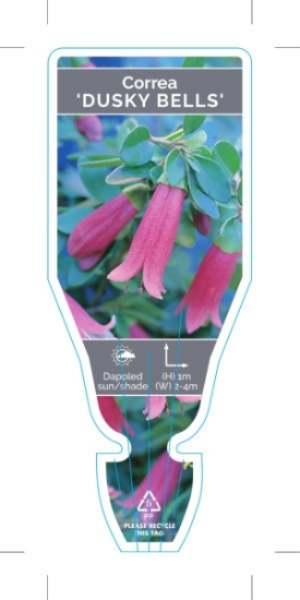 Picture of CORREA DUSKY BELLS                                                                                                                                    