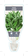 Picture of HERB SAGE (Salvia officinalis)                                                                                                                        