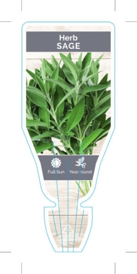 Picture of HERB SAGE (Salvia officinalis)                                                                                                                        