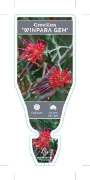 Picture of GREVILLEA WINPARA GEM                                                                                                                                 