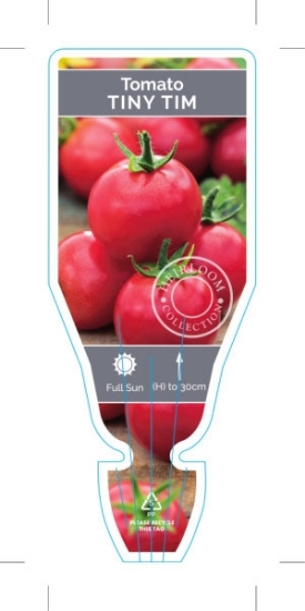 Picture of VEGETABLE TOMATO HEIRLOOM TINY TIM (Lycopersicon esculentum)                                                                                          
