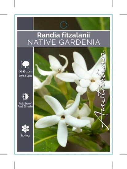 Picture of RANDIA FITZALANI NATIVE GARDENIA                                                                                                                      