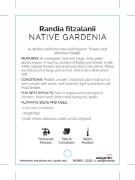 Picture of RANDIA FITZALANI NATIVE GARDENIA                                                                                                                      