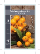 Picture of FRUIT LOQUAT                                                                                                                                          