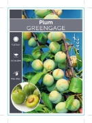 Picture of FRUIT PLUM GREENGAGE (HERITAGE) Jumbo Tag                                                                                                             